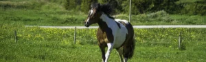 skäck sto i full gallop