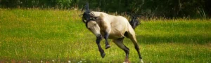 gulbrun hingst i full gallop