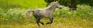 skimmel hingst i full gallop