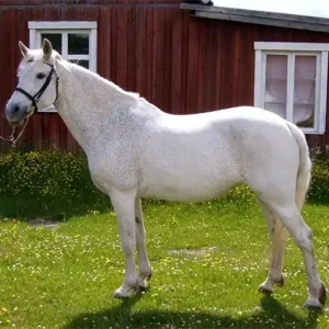 Vitt Connemarasto uppställd sommar