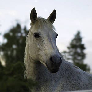 huvudbild på vitt skimmel sto