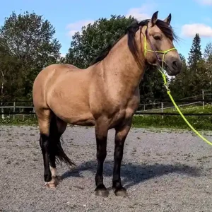 gulbrun connemara hingst uppställd