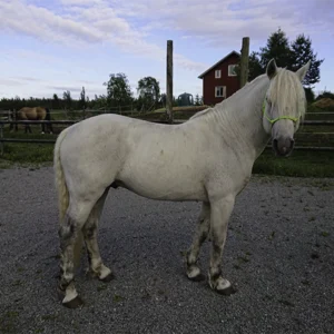 Vit skimmel hingst uppställd