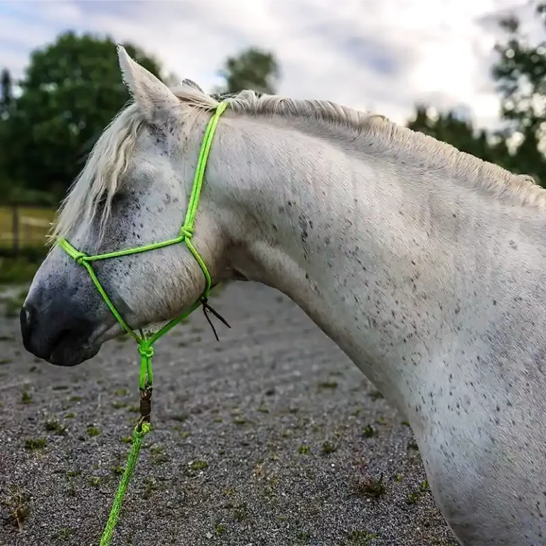 huvudbild på vit skimmel hingst