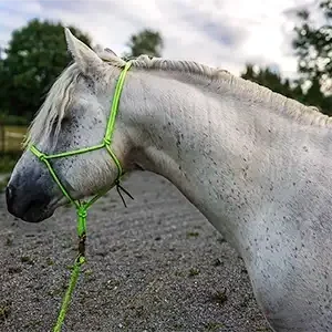 huvudbild på vit skimmel hingst